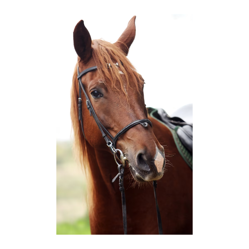 Séances personnalisées du travail de votre cheval