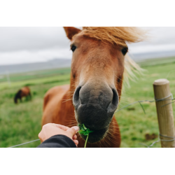 Friandises chevaux