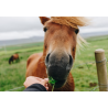 Friandises chevaux