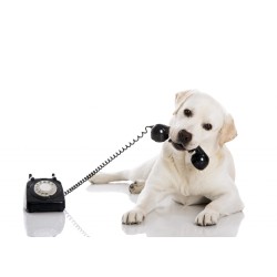 Stage de communication animale