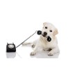 Stage de communication animale