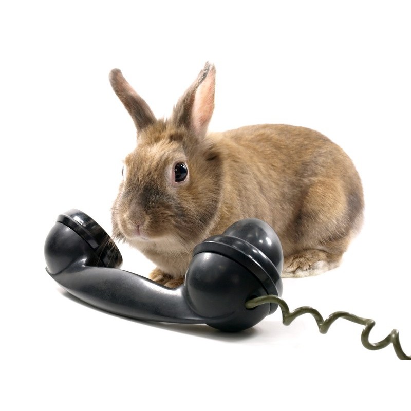 Séance de communication animale